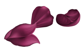 Spa decoration element - Ragini Massage Therapy